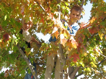 leaves1.jpg