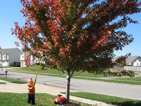leaves4.jpg