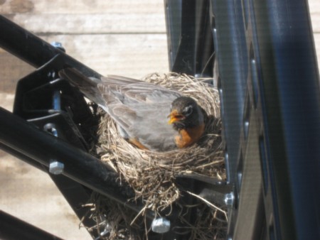 birdnest