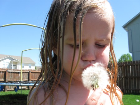 blowflower