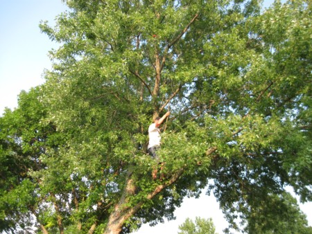 tree tree