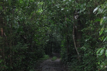 jungle61