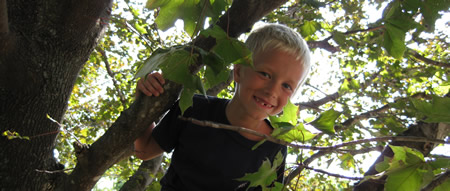 Evan in a tree Rare foto of a normally nocturnal Evan in a tree.